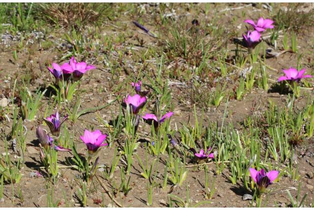 Komsberg Romulea