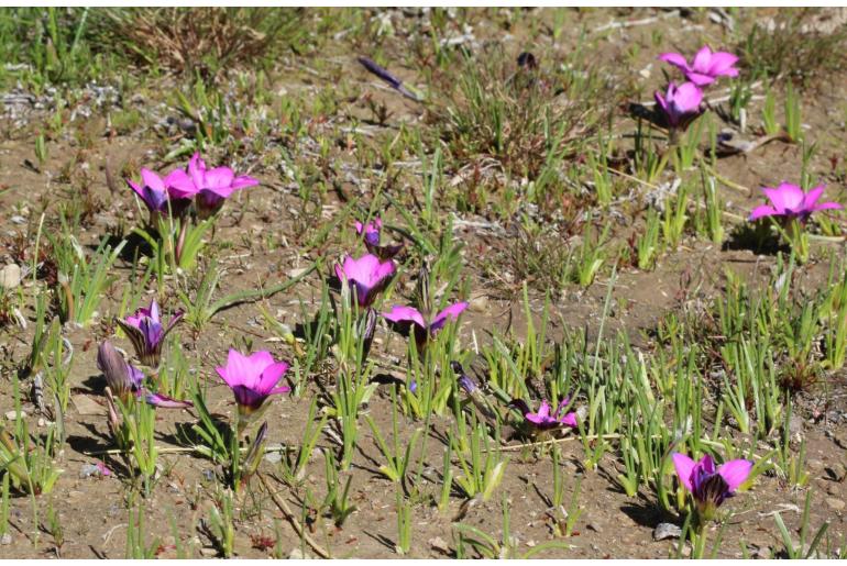 Romulea komsbergensis 9887
