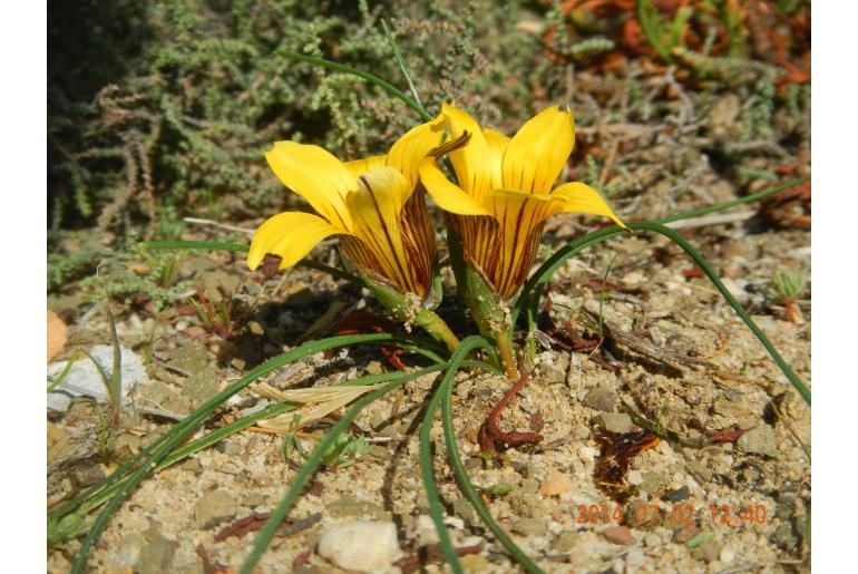 Romulea montana&nbsp;9888