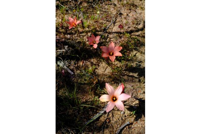 Namaqualand romulea Namaqualand romulea