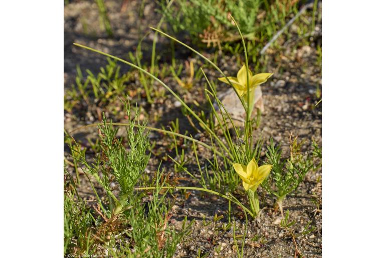 Romulea pearsonii -9891
