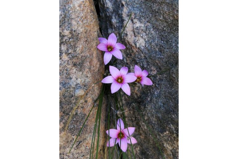 Romulea saxatilis 9892