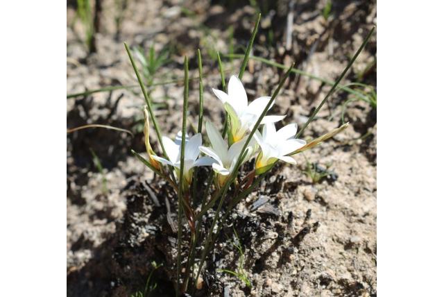 Sladen's romulea Sladen's romulea