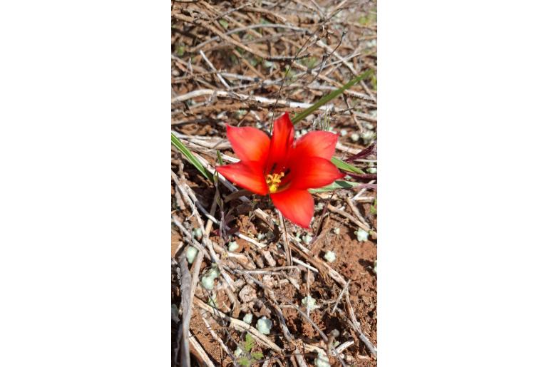Romulea unifolia -9895