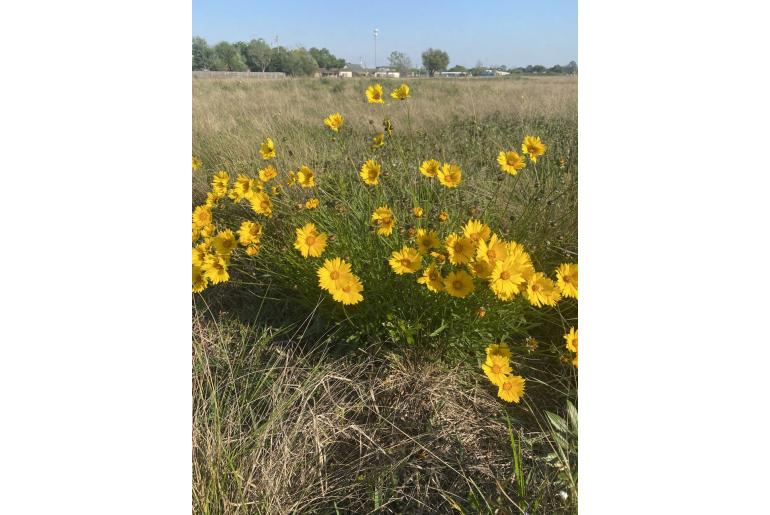 Coreopsis lanceolata -9901