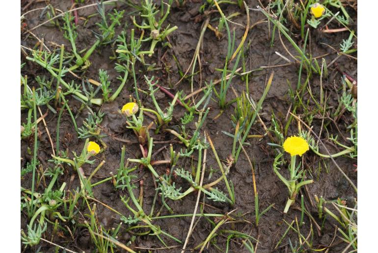 Cotula paludosa 9902