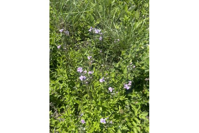 Donkerblauwe nemesia