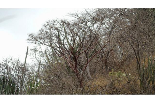 Morelos bursera
