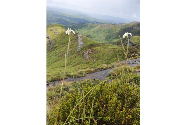 Witte punt moraea
