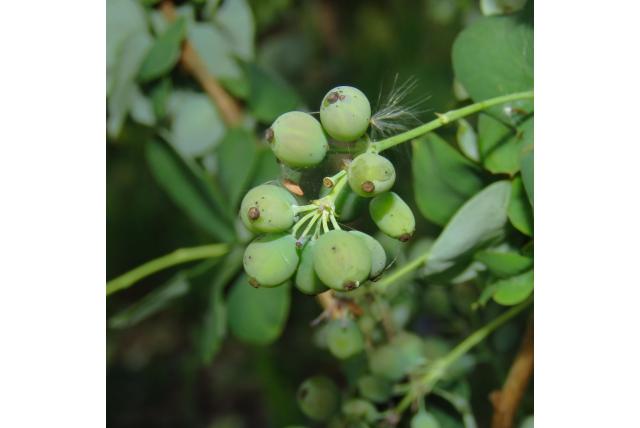 Volgebloeide zuurbes