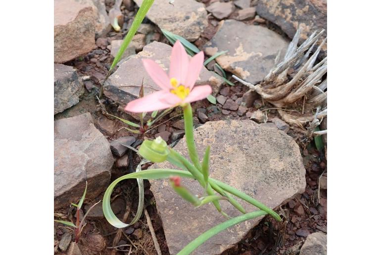 Moraea aspera 9918