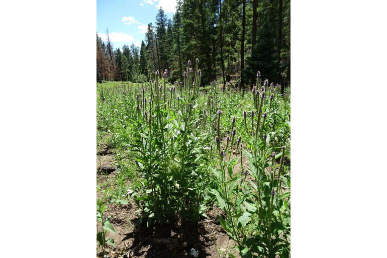Verbena macdougalii -9920