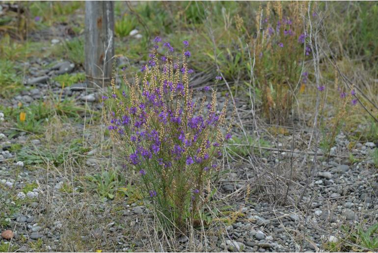 Linaria purpurea 9932