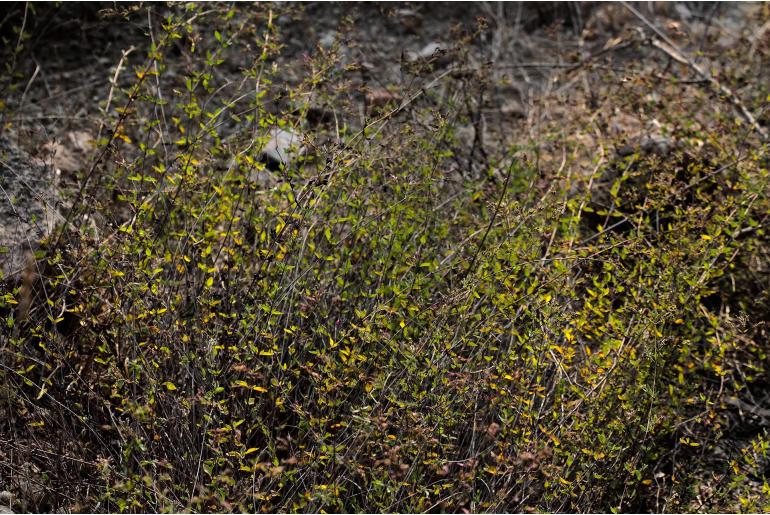 Origanum laevigatum -9934