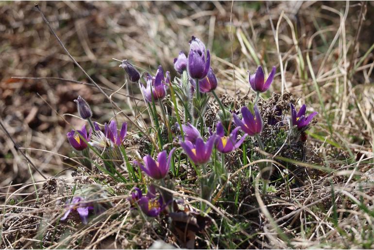 Pulsatilla vulgaris 9935