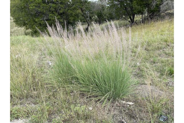 Lindheimer's muhlenbergia