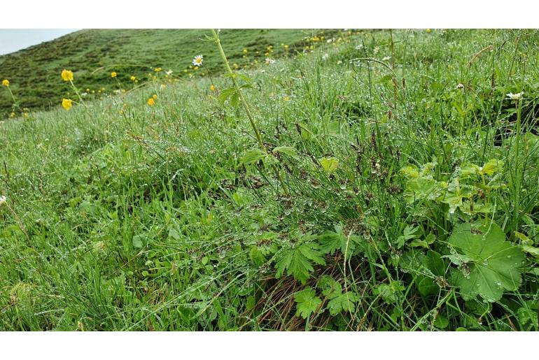 Carex davalliana -9959