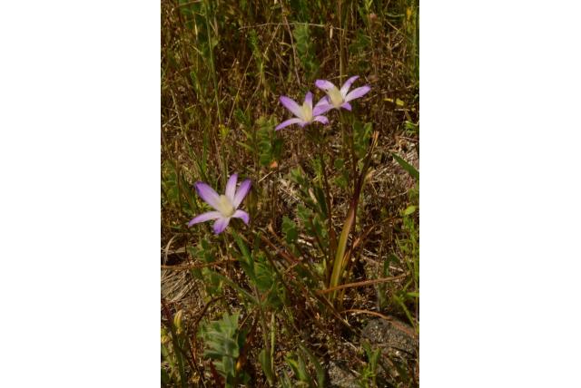 Chinese camp brodiaea