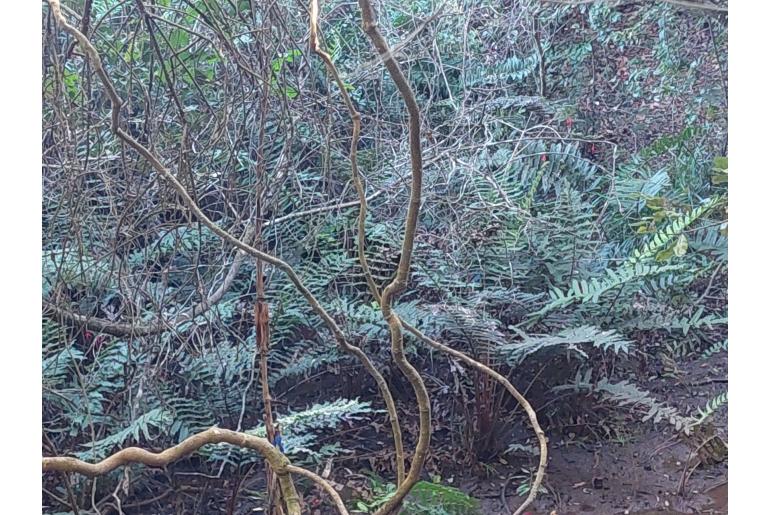Blechnum cordatum -9989