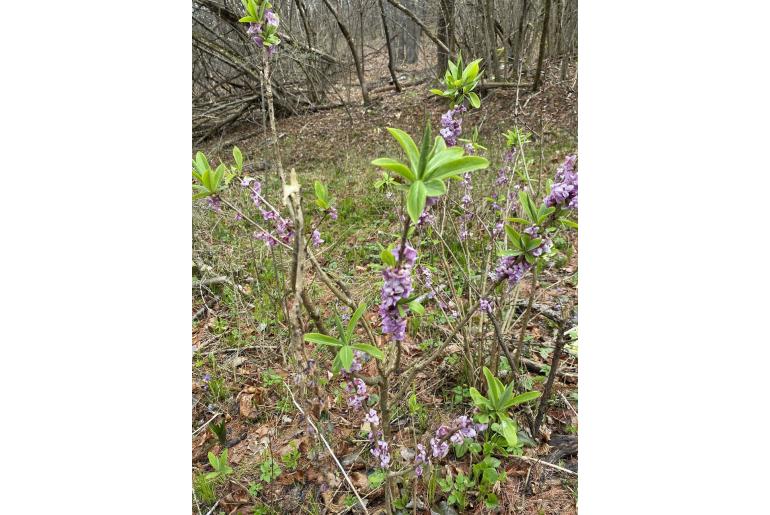 Daphne mezereum 9994