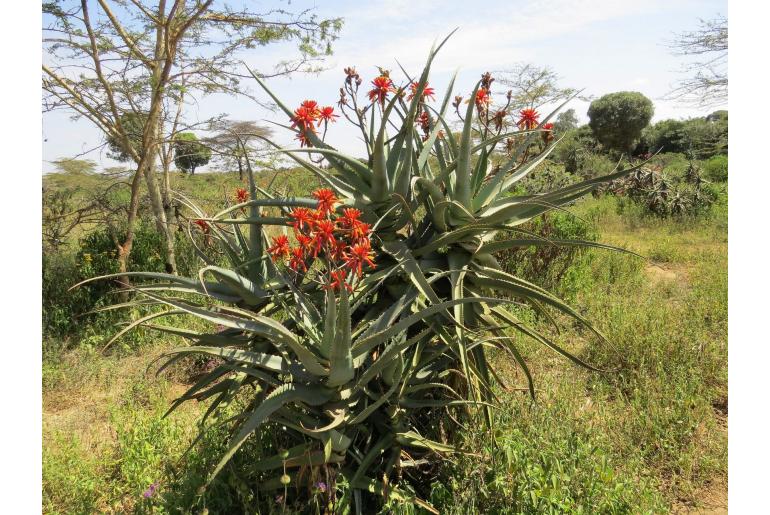 Aloe volkensii -10006
