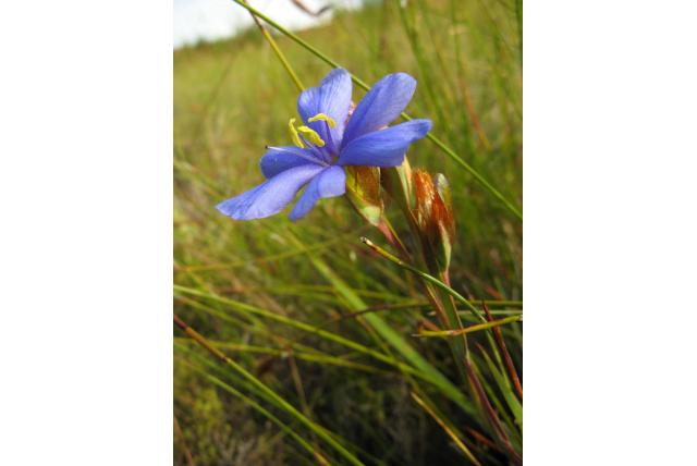 Gefranjerde aristea