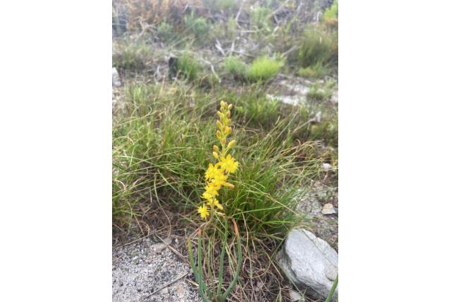 Gele ochtend bulbine