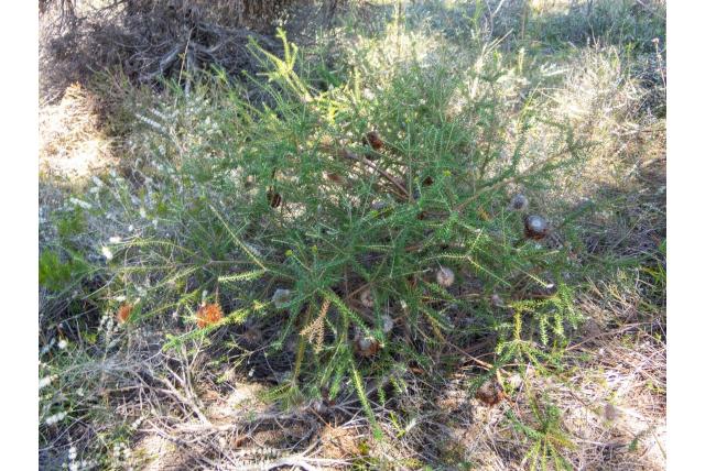 Meisner's banksia