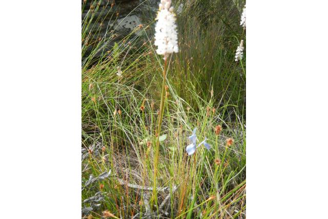 Grasbladige bulbinella