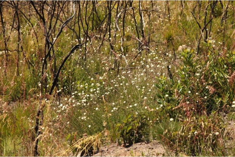 Cephalaria attenuata -10032