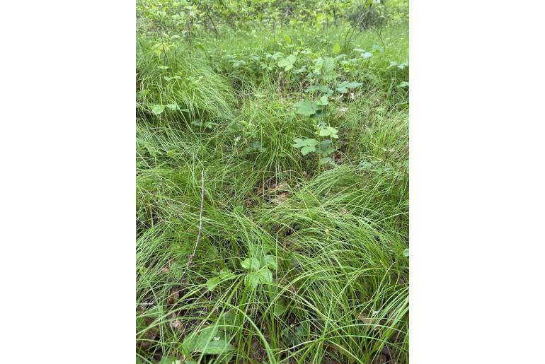 Carex pensylvanica -10038