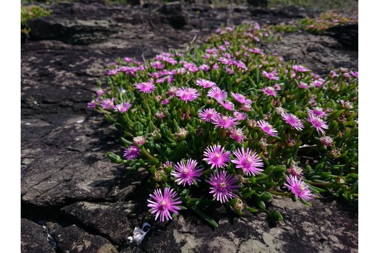 Delosperma crassuloides&nbsp;10044