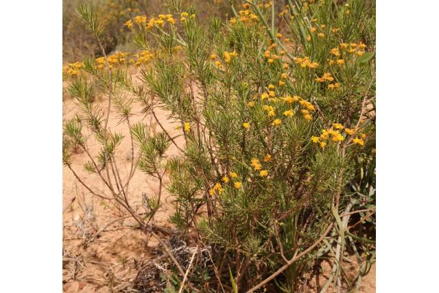 Thunberg's euryops