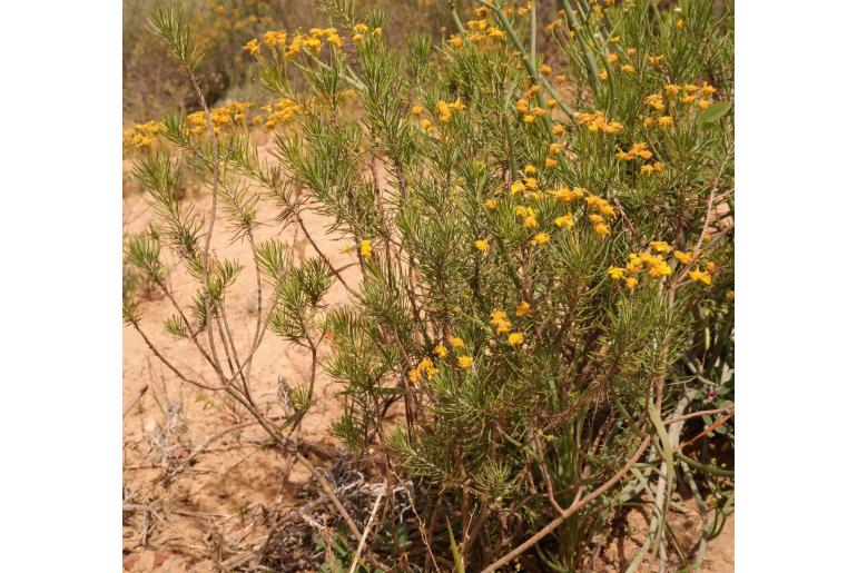 Euryops thunbergii -10045