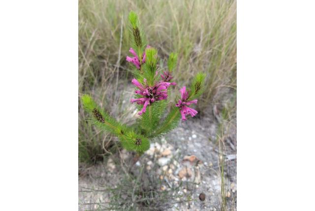 Bevende heide Bevende heide