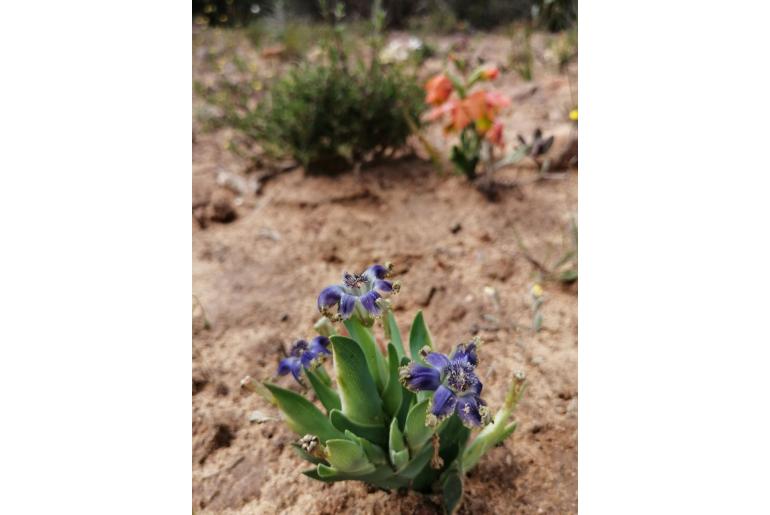 Ferraria uncinata -10050