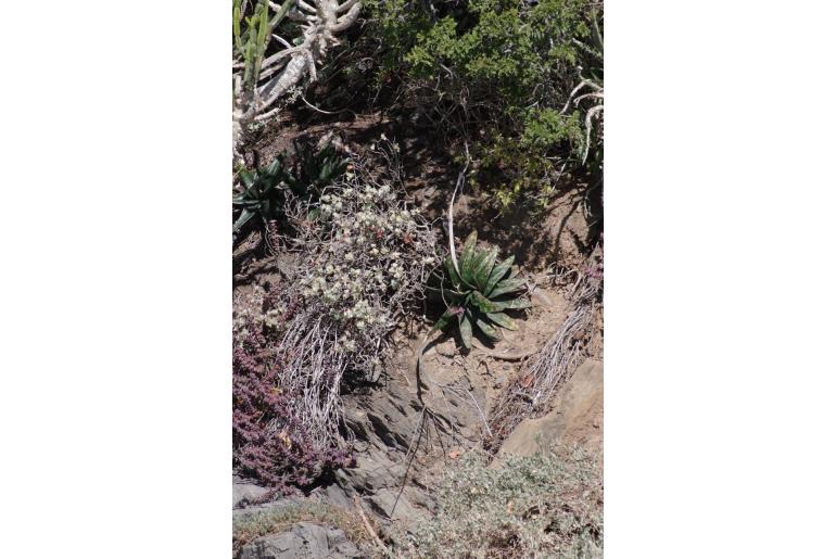 Gasteria excelsa 10052