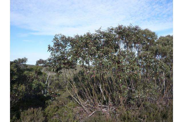Tingiringi Eucalyptus