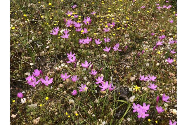 Hesperantha met weinig bloemen Hesperantha met weinig bloemen