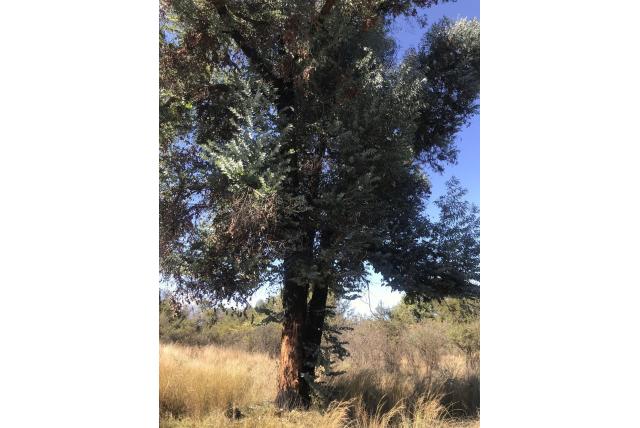 As-kleurig Eucalyptus