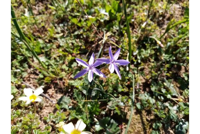 Harige hesperantha