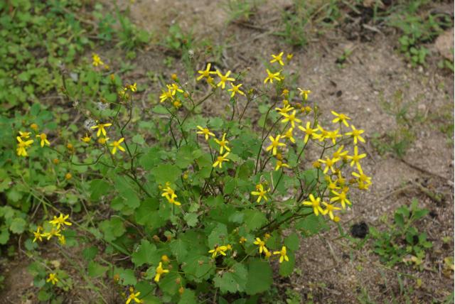 Gelobde cineraria