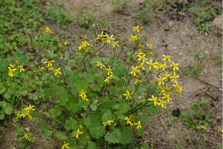 Cineraria lobata -10060