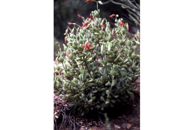 Wood's cotyledon