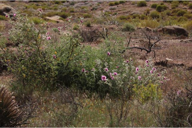 Palm-blad malva