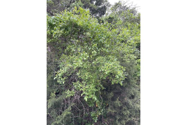 Ptelea trifoliata -10077