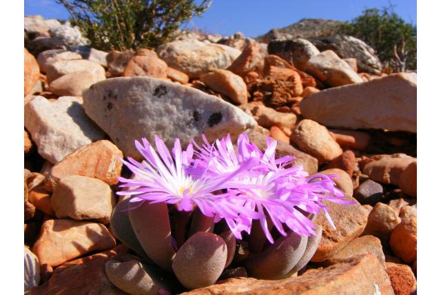 Dikbladige cerochlamys