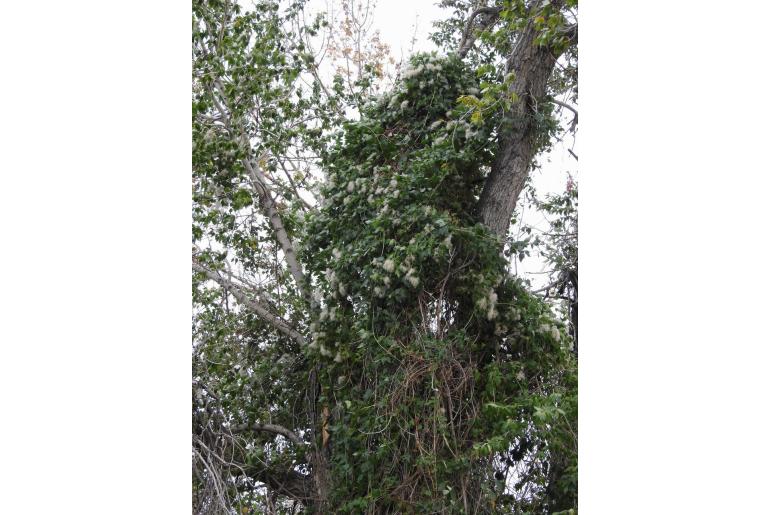 Clematis ligusticifolia -10096