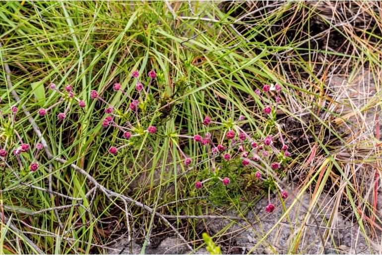 Zaluzianskya angustifolia -10098