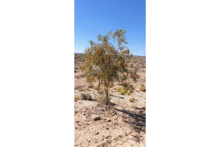 Pittosporum angustifolium -10099